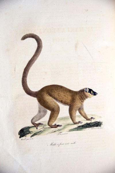 Brauner Maki, aus Histoire Naturelle des Mammifères, mit Originalfiguren, von Étienne Geoffroy Saint-Hilaire & Frédéric Cuvier, 1824-42 von French School